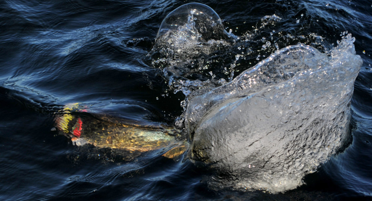 Stangtest: 2 stenger i økonomiklassen Svartzonker black pro og pikemaster CH darts.