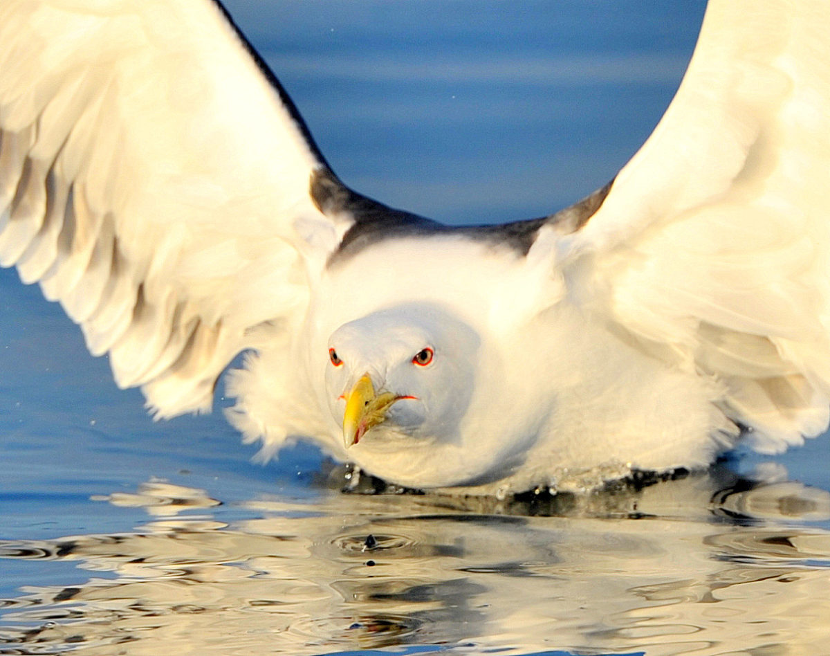 Terningkast 6 for ferie i Norge. Vi besøkte Henningsvær.