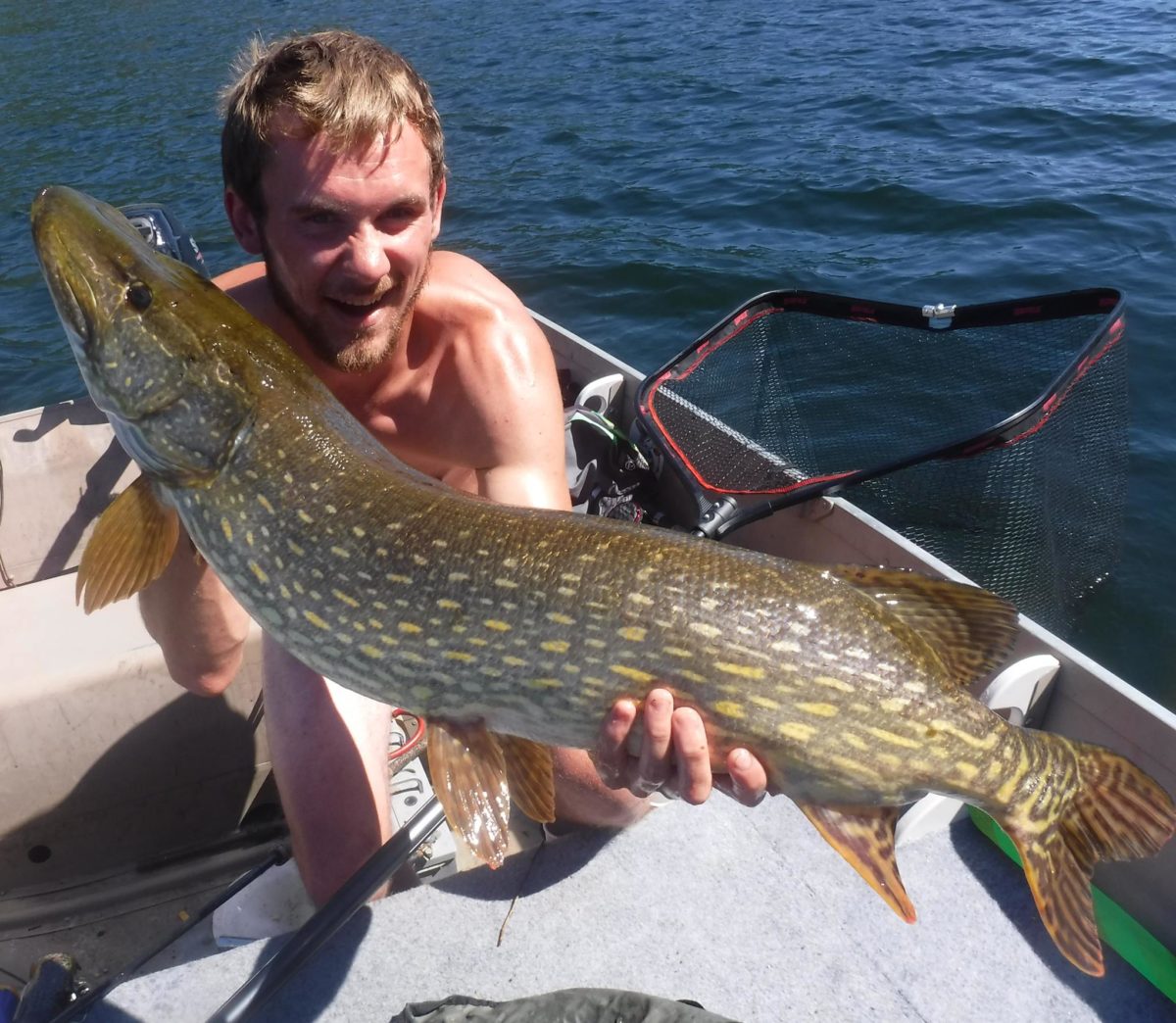 En ny leder i gjeddekonkurransen