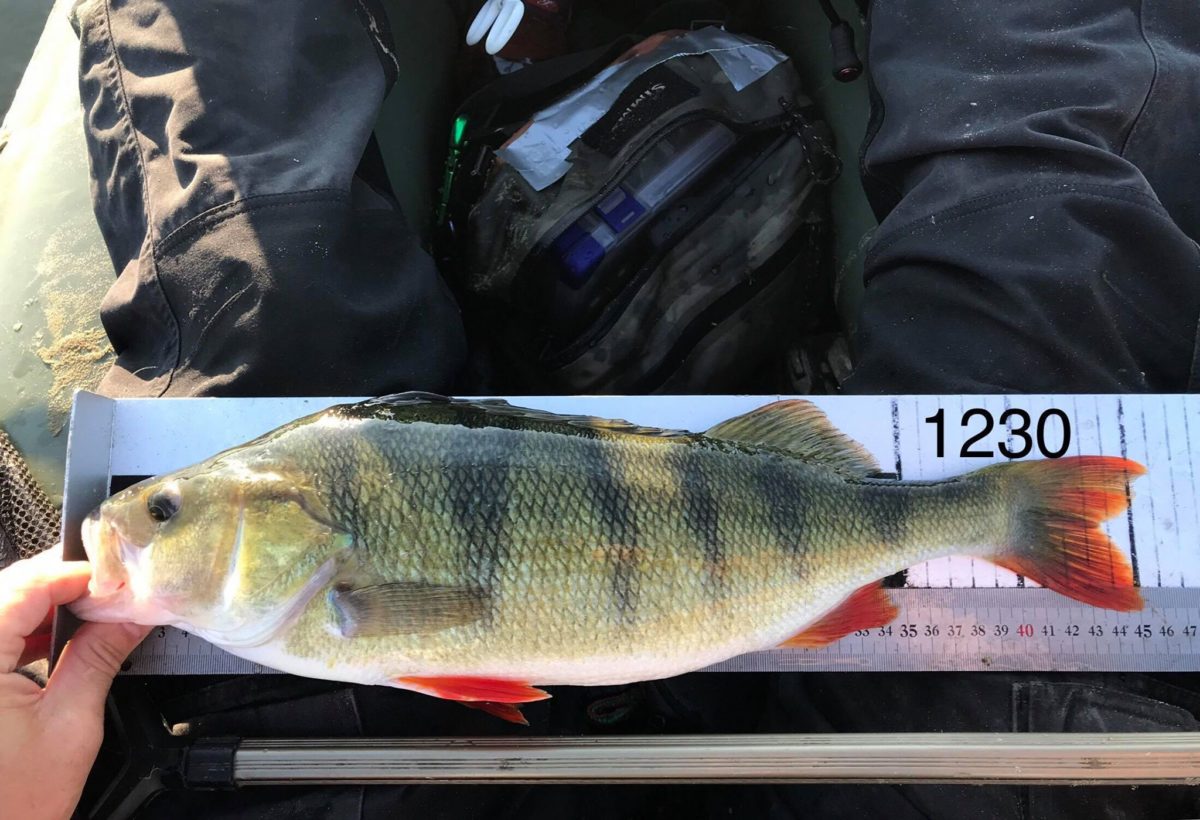 Forsatt 2. plass. 1730gram bak 1. plass