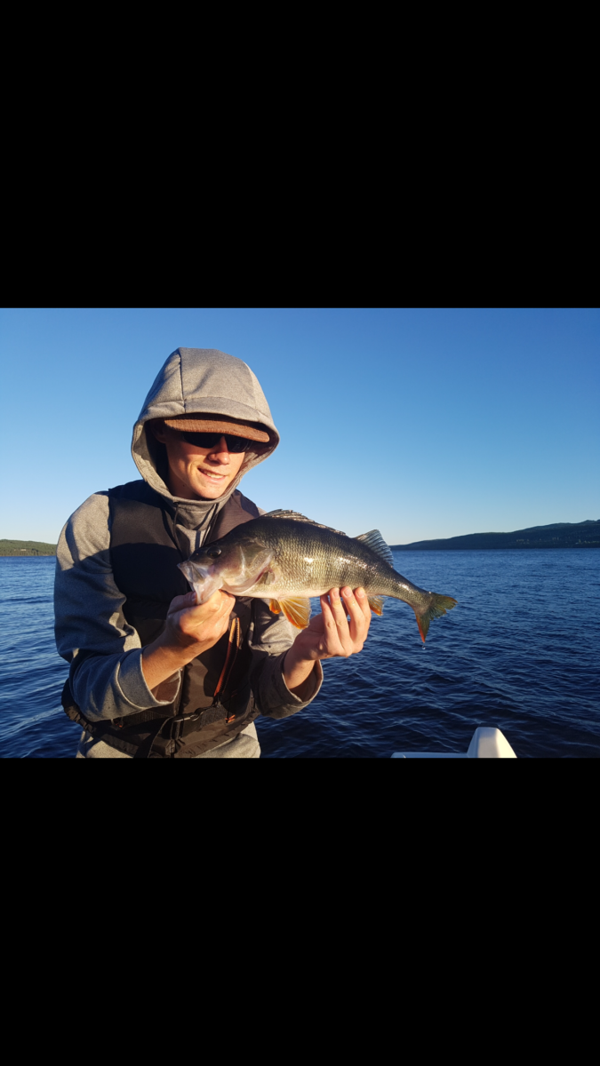 Julian melder smilende inn sine 2 første abborer.