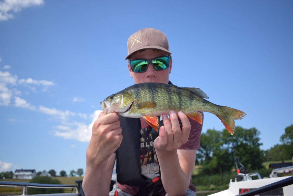 Abborfiske på sitt beste