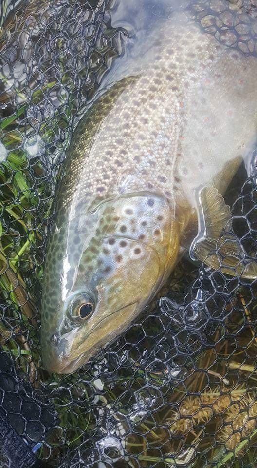 Nok en vellykket helg er over. Raymon og kompis jakter ørret i krystal klar elv. Vil de lykkes ?