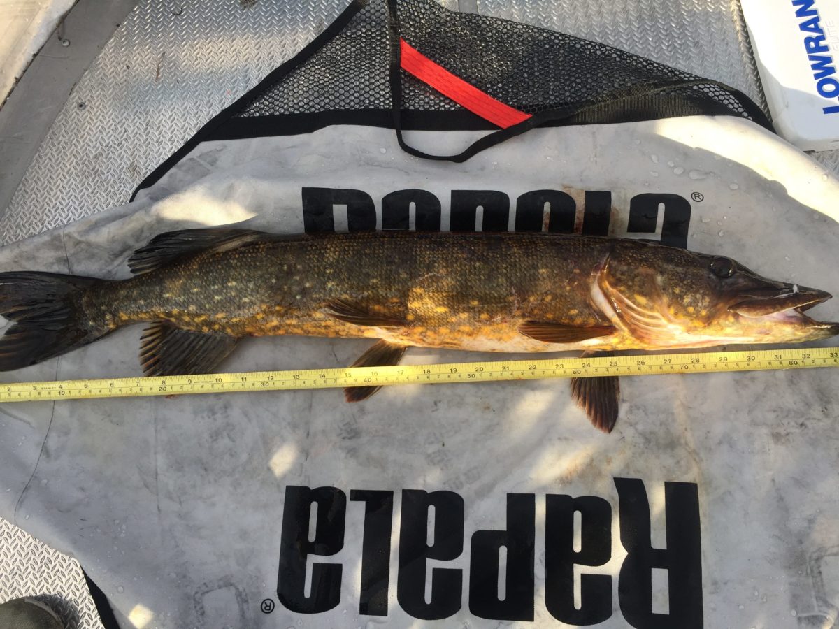 Anders Haugnes ønsker vi velkommen med sin første fisk.