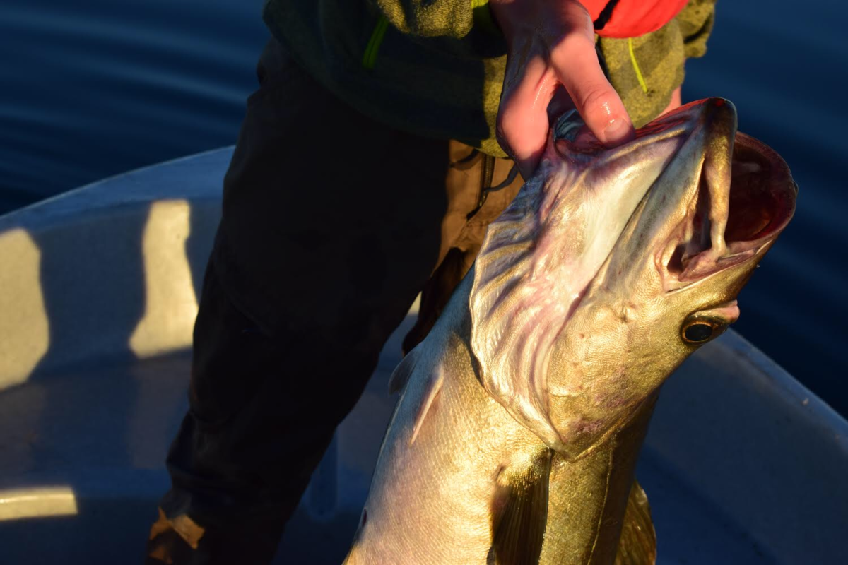 En hel uke med havfiske