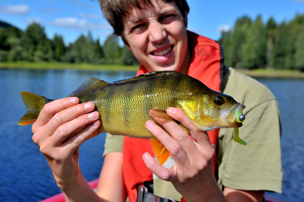 En 13 år gammel PB sto for fall. Skulle vi lykkes ? Abborfiske i gullabborens rike.