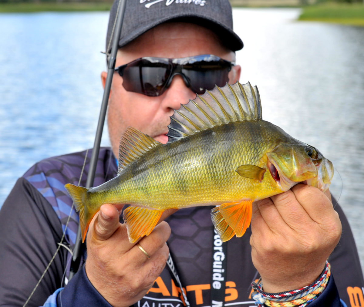 Så inne i helvete trøkt på formiddagen………… men så plutselig fant vi de stripete krigerene.