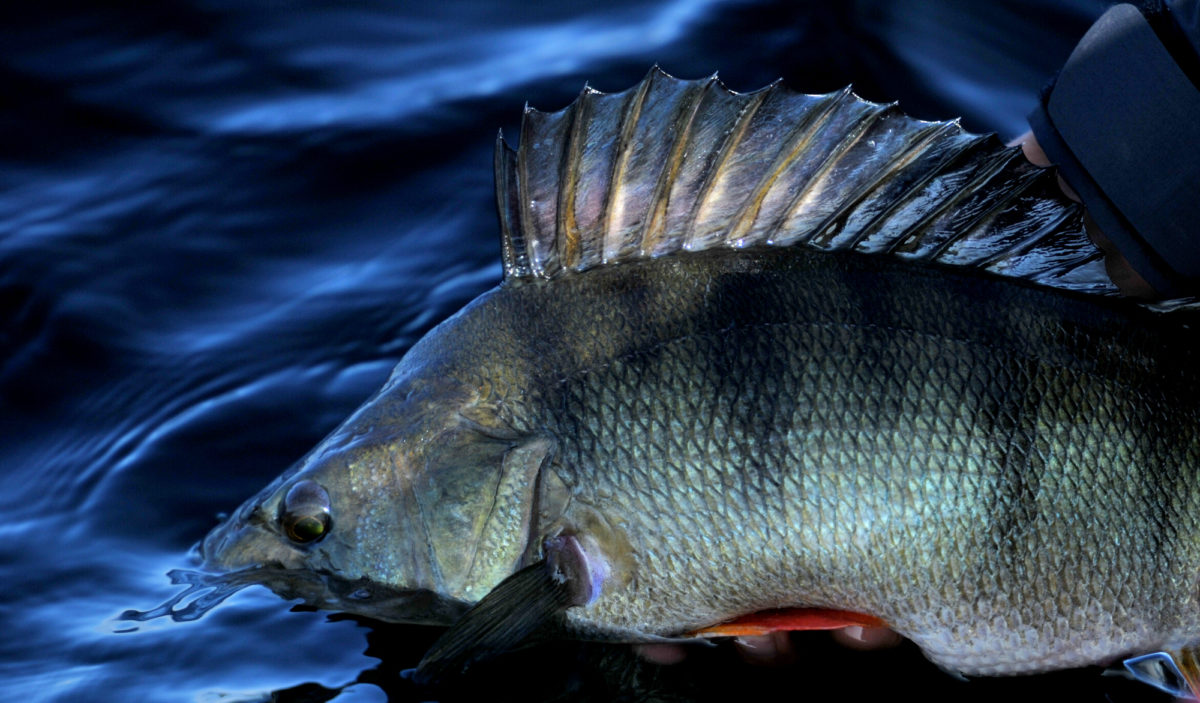 Nå er de her…..nå er det tom. Nå er de tilbake……nå er de borte.  Nå er de på 4 meter……..nå er de vekk. Øbbør Øbbør jæ vil ha Øbbør.