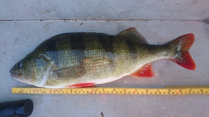 Minste av 10 abborer er 1300gram.