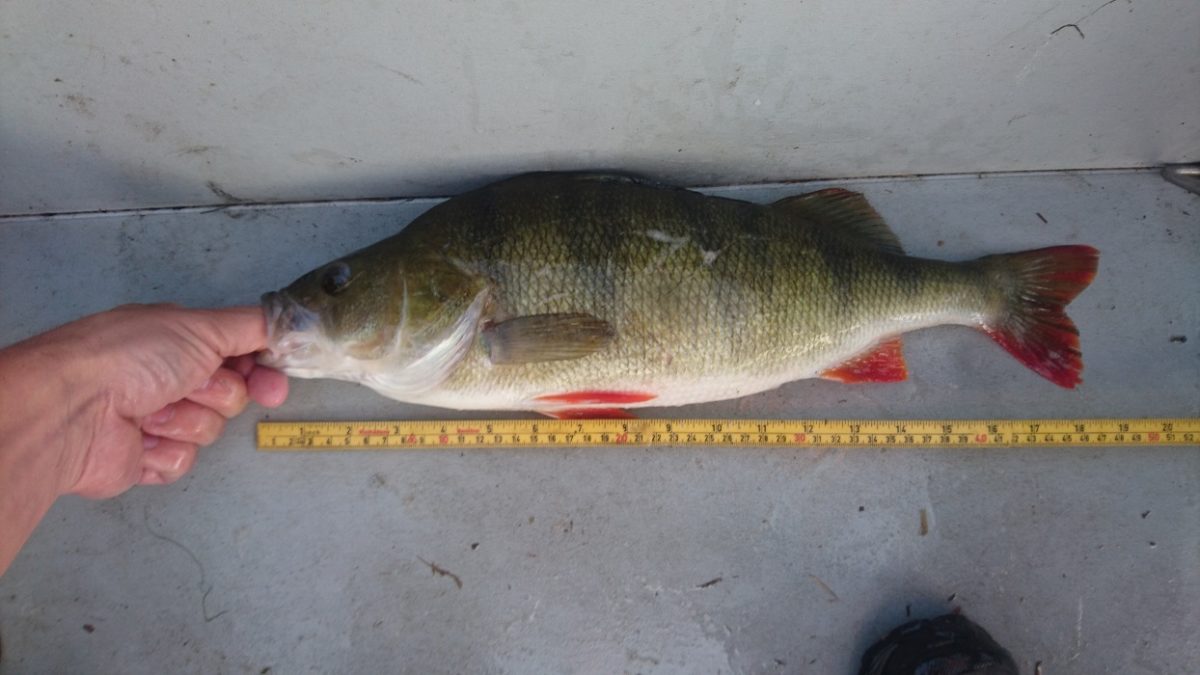 Fredrik Mortvedt er på toppen for å bli