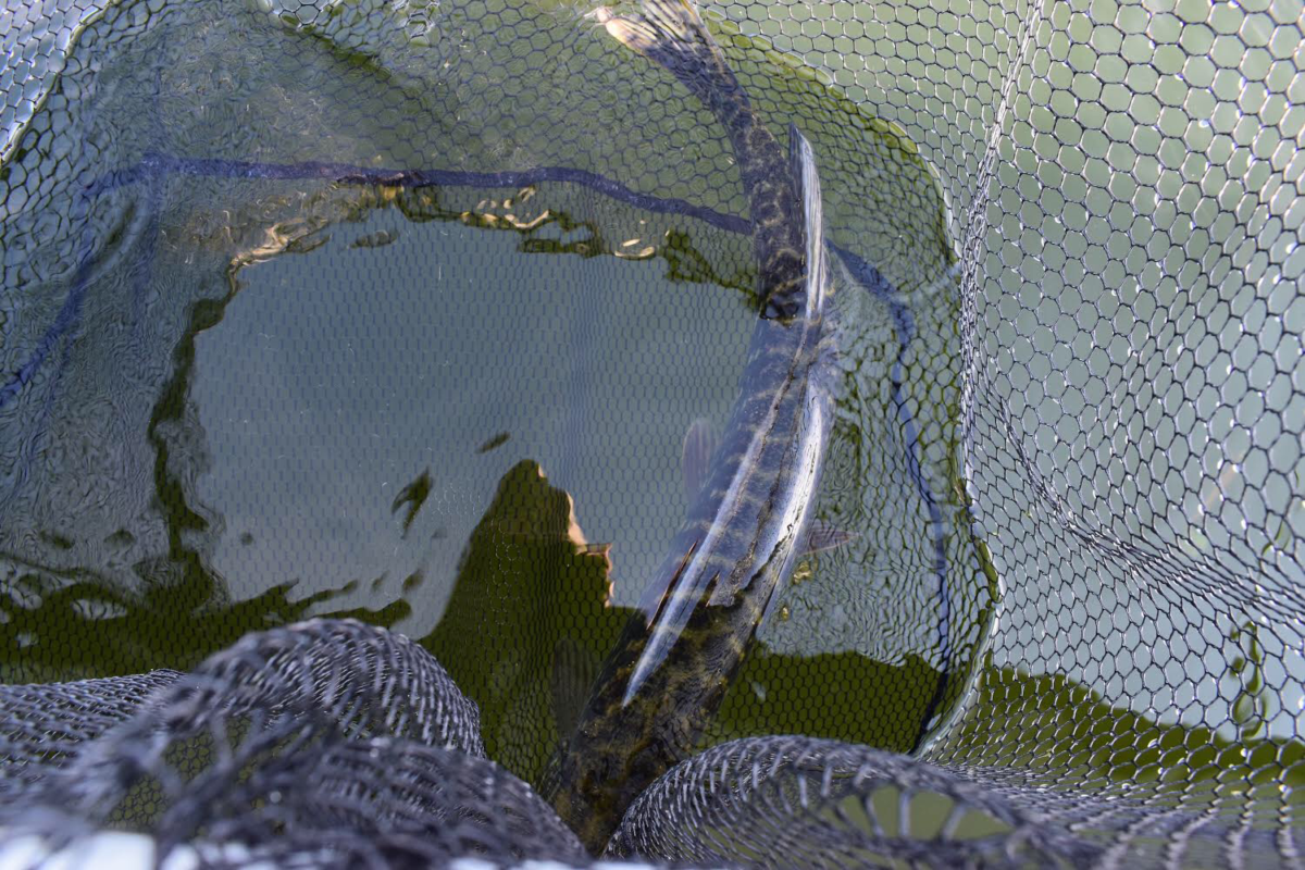 Enda en overnatting på Mjøsa, og en liten grisvarning!