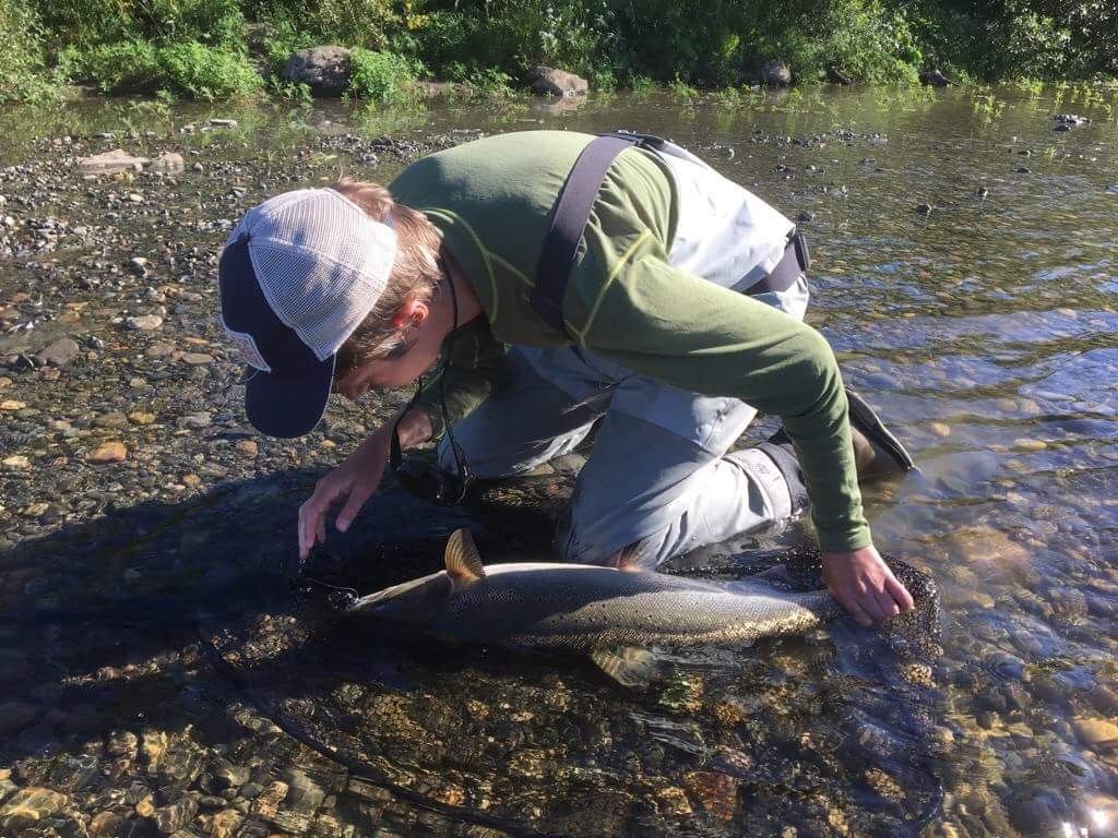 Ukestur til Stjørdalselva