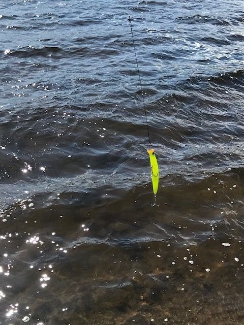 Gjeddefiske i utkanten av Oslomarka