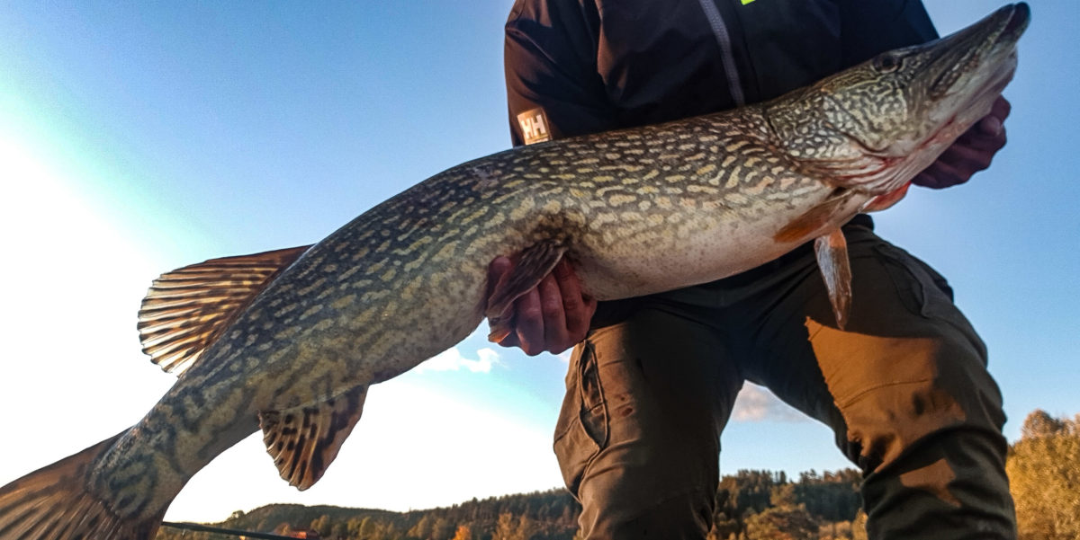 En riktig fin gjedde med riktig fin kondisjon. David Nilsen med sin 10+ fisk nummer 2
