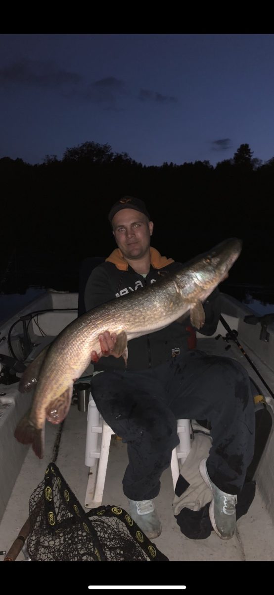 Grom grise innmelding