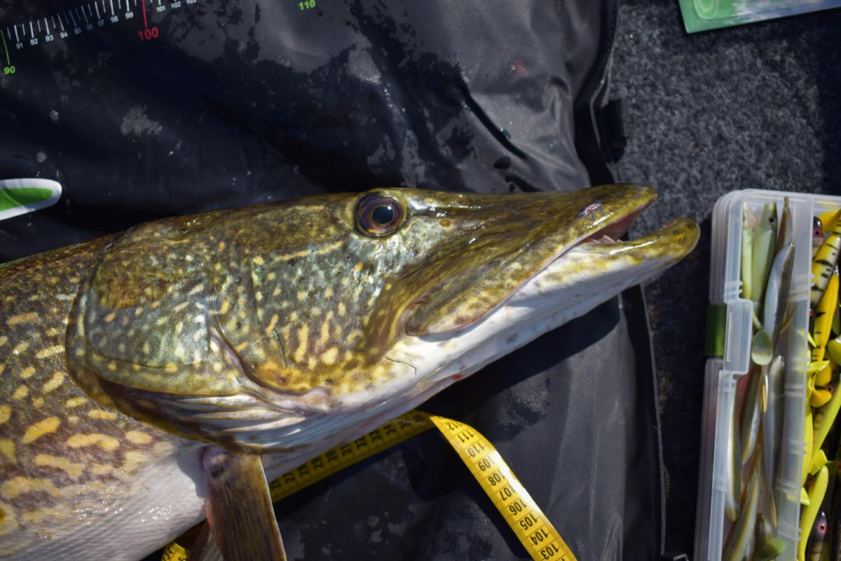 Første 10+ gjedde på Beastlytail i pikewallis costum color.