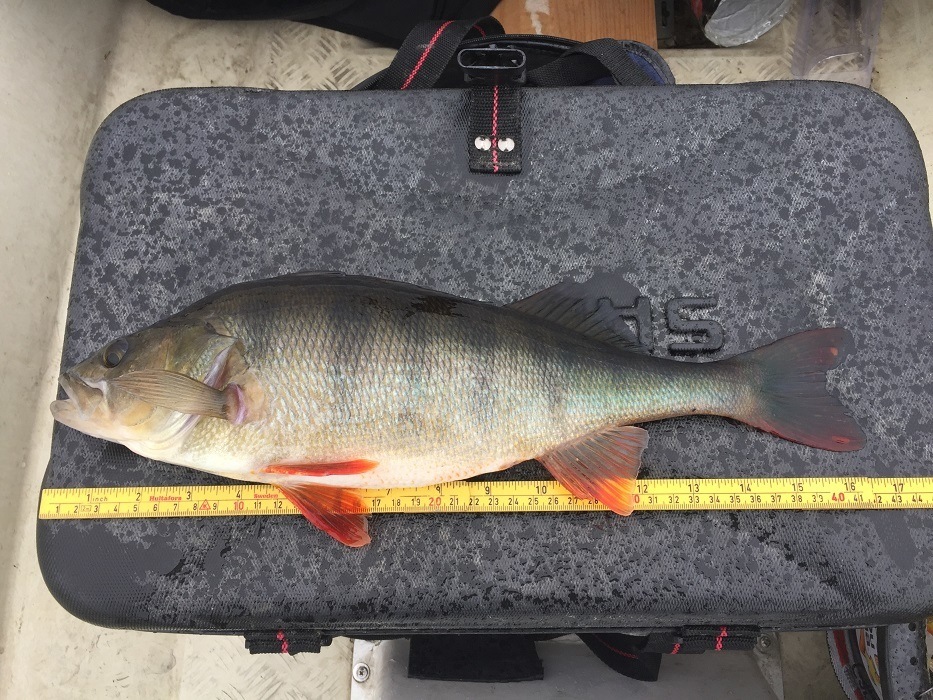 Hans Kristian Austad opp på 18. plass med disse tre abborene.