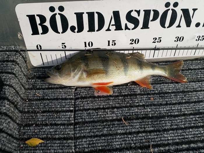 20. plass på Eva, må over 420gram for å øke totaltvekten.