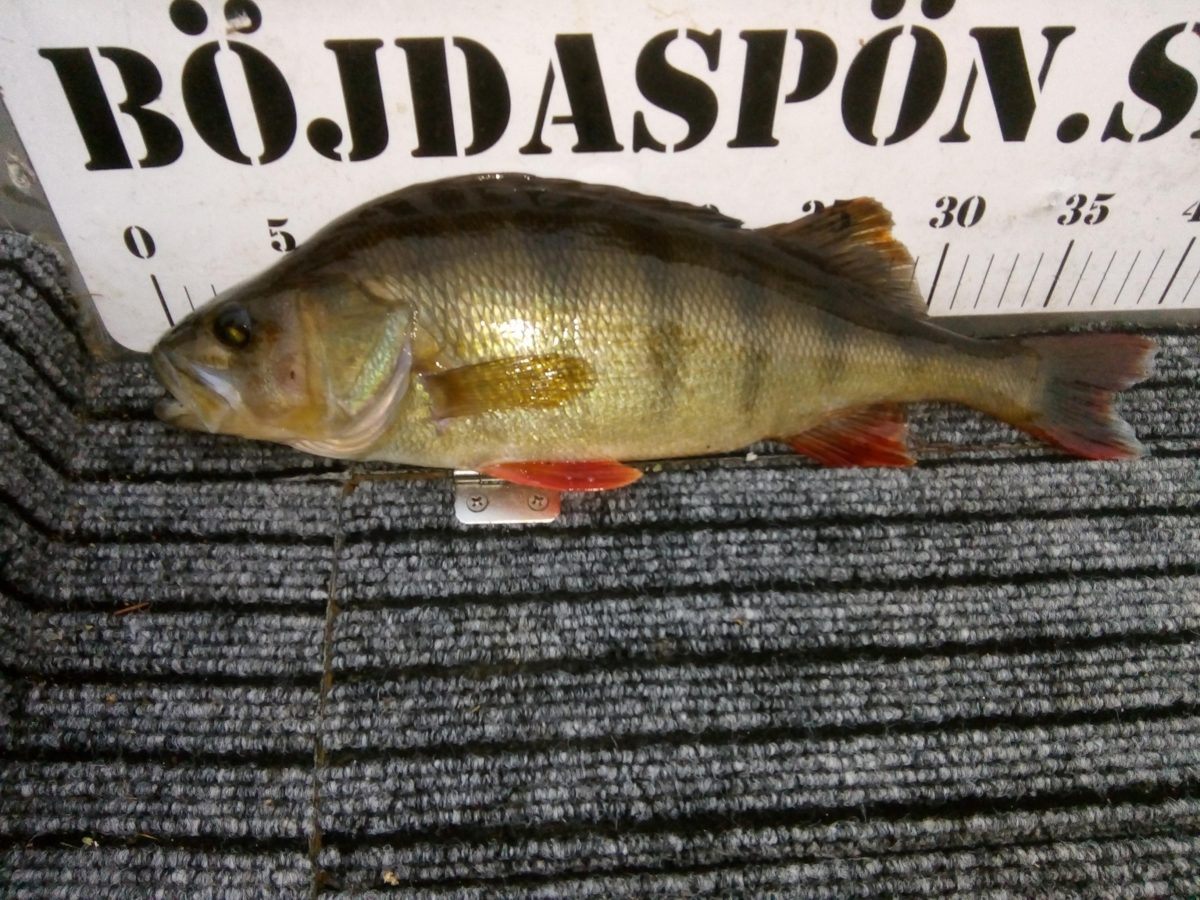 Enda en fin fisk fra Arve.