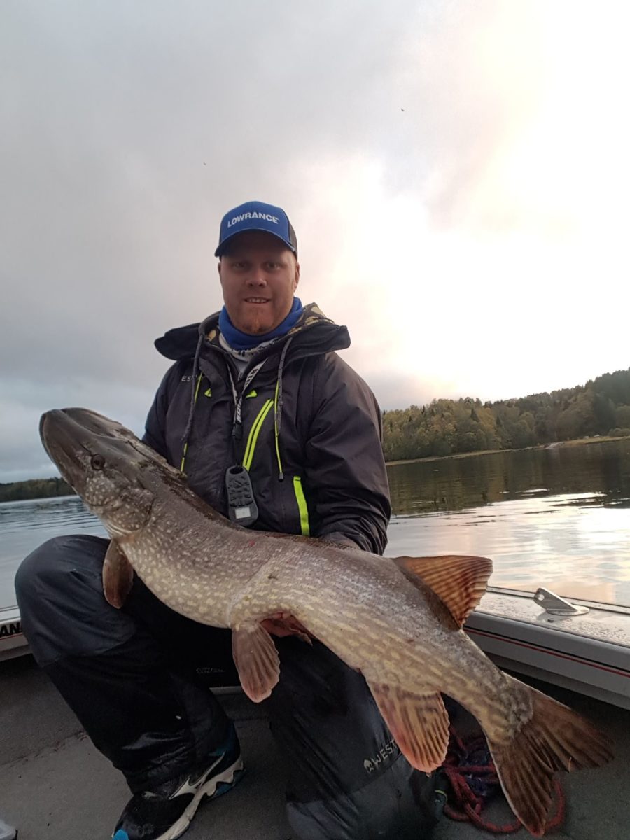 Wolfcreek shad. Gris alarm.