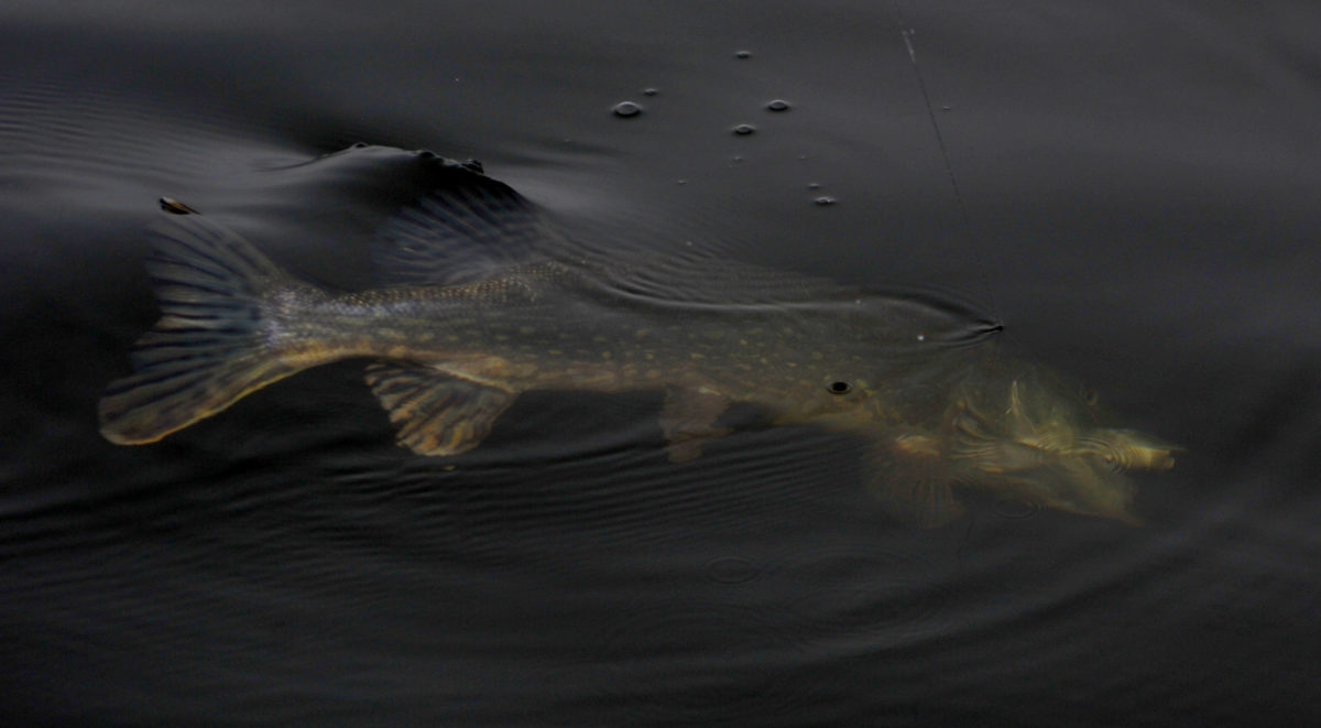 Pike rocken fishing  roll