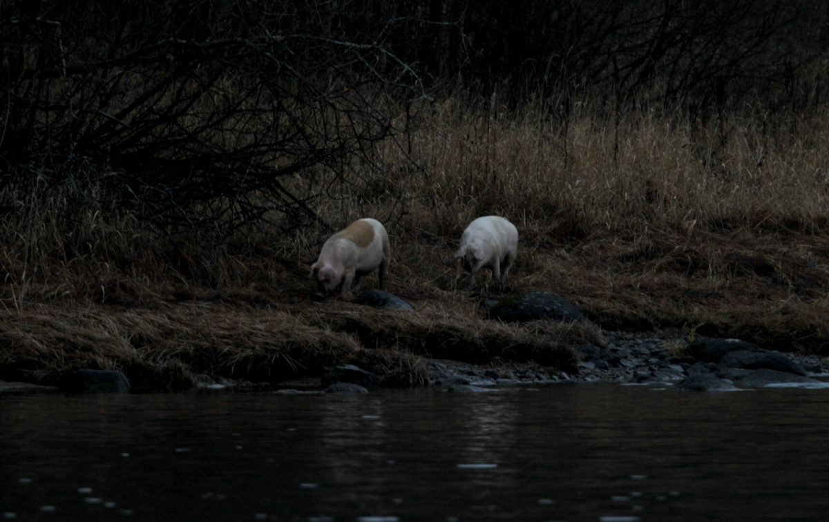 Er det siste gjedderapporten i 2018, jeg tror ikke det :-) med grisvarning + litt tanker rundt 13fishing produkter.