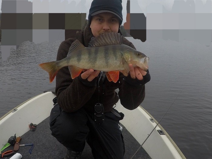 En fin borre meldes inn fra Nafstad.