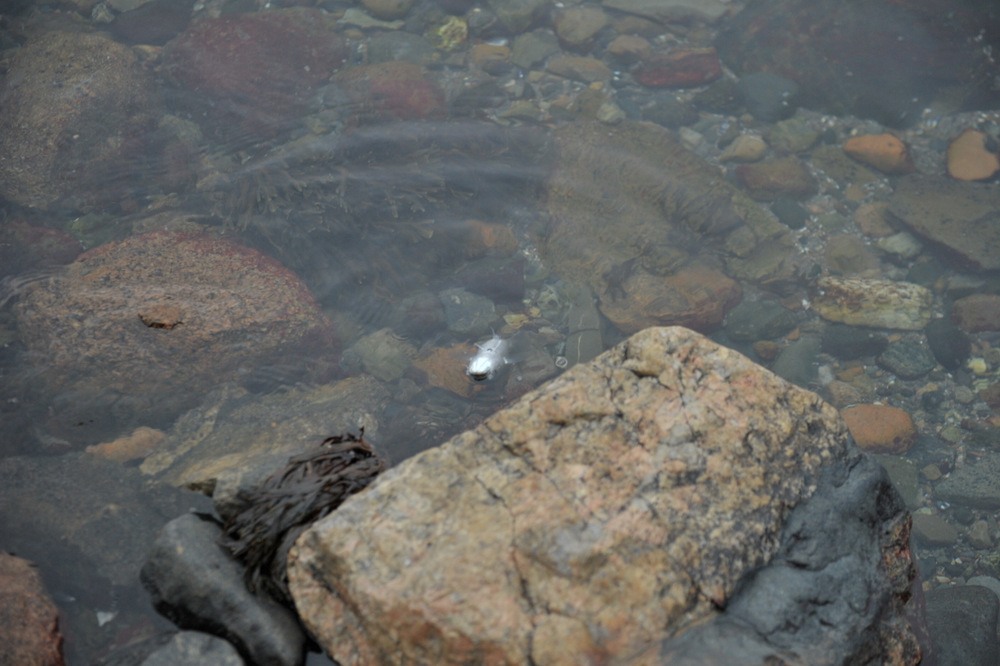 Når døden tar fokus. Sjøørretfiske på lille lille julaften.