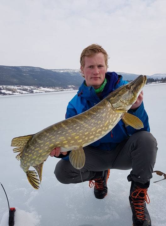 Gedde med tre flotte gjedder.