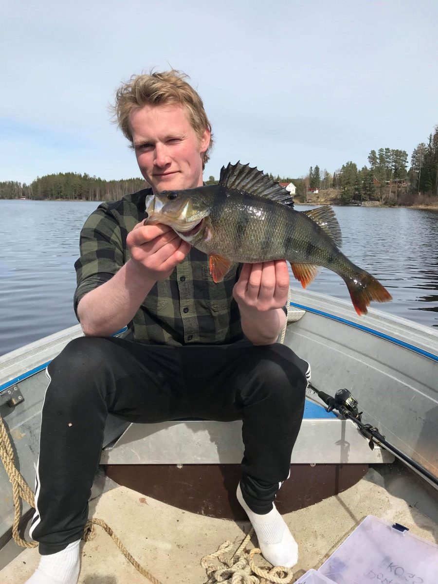 Nils Gedde med i abborkonkurransen også.