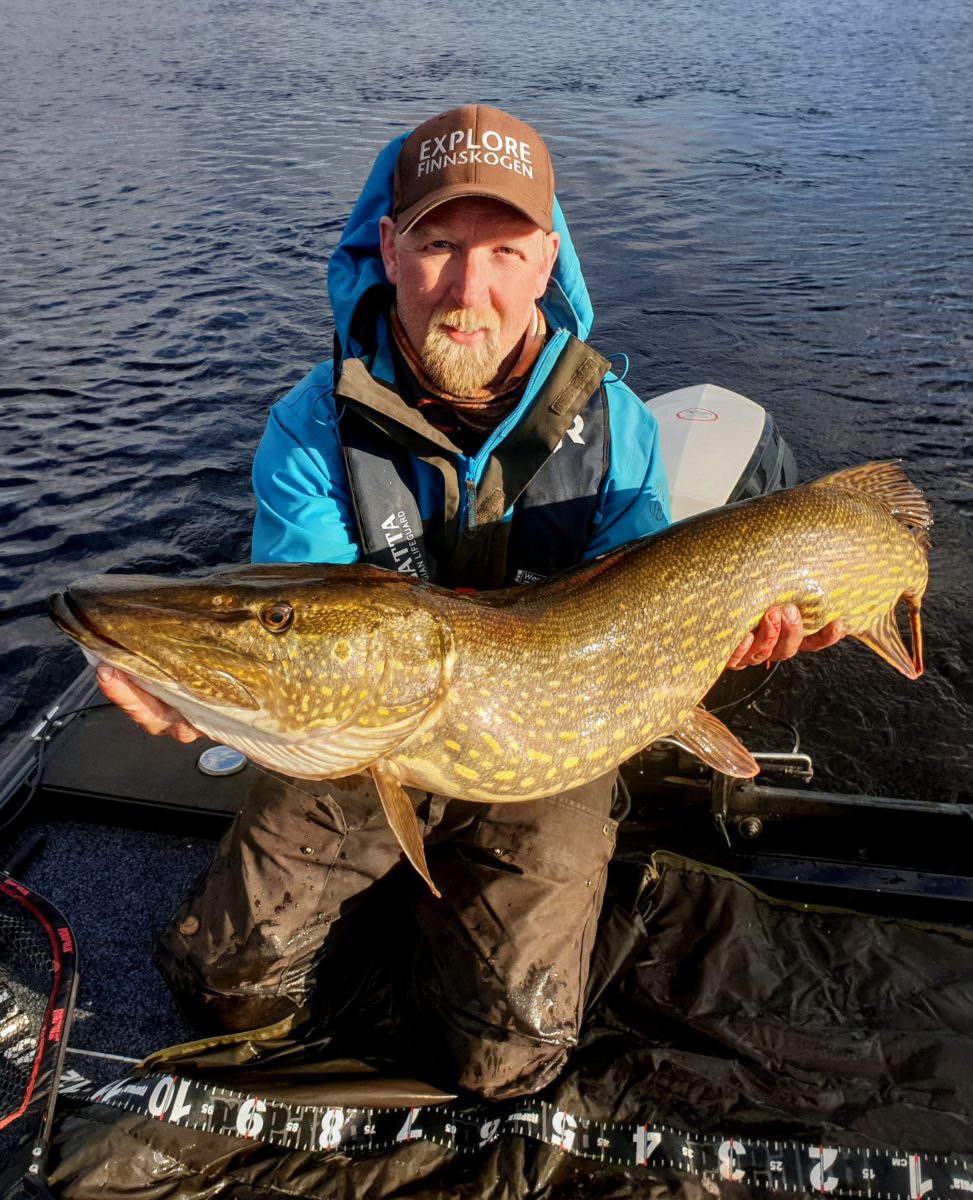 Pikewallis Challange innmelding av Tørris. Rått fiske.