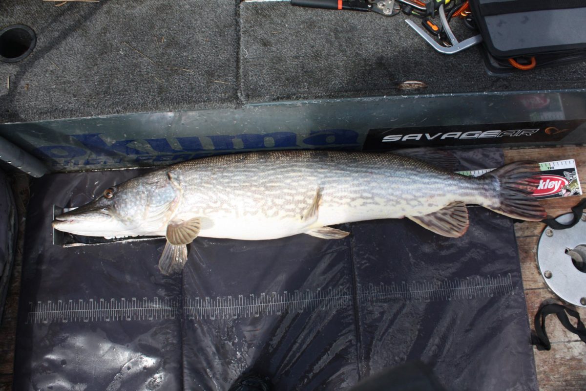 Steinar Unnestad med grisvarning. 1. fisk inn i konkurransen.