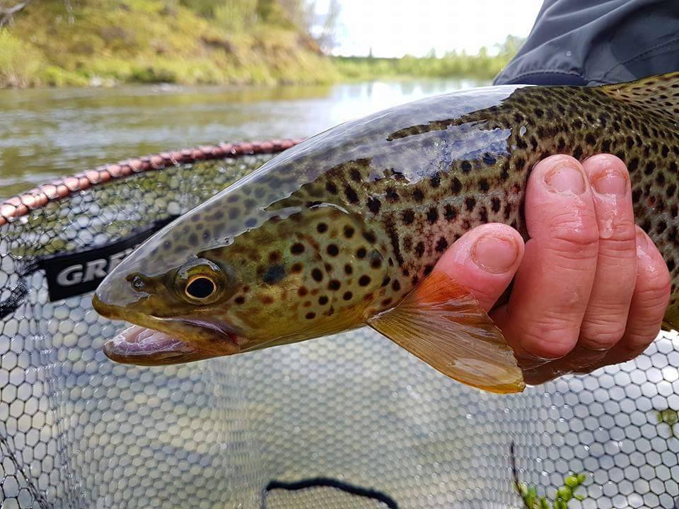 The battle of trout. Rapala mot Duo i en uhøytidlig konkurranse.