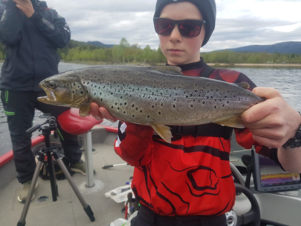 Troutwalllis på tokt i Rendalen