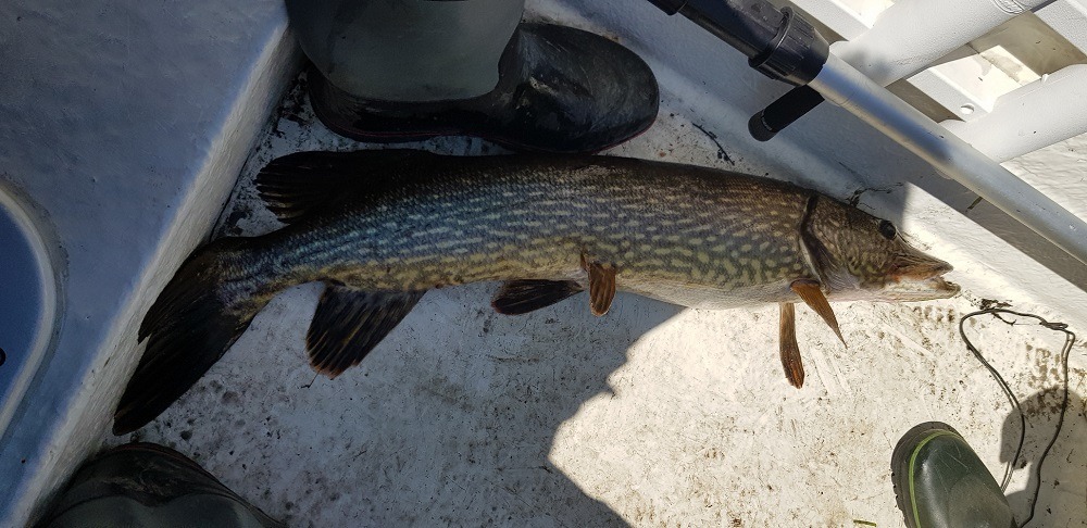 Tatt under dorging i Farris.