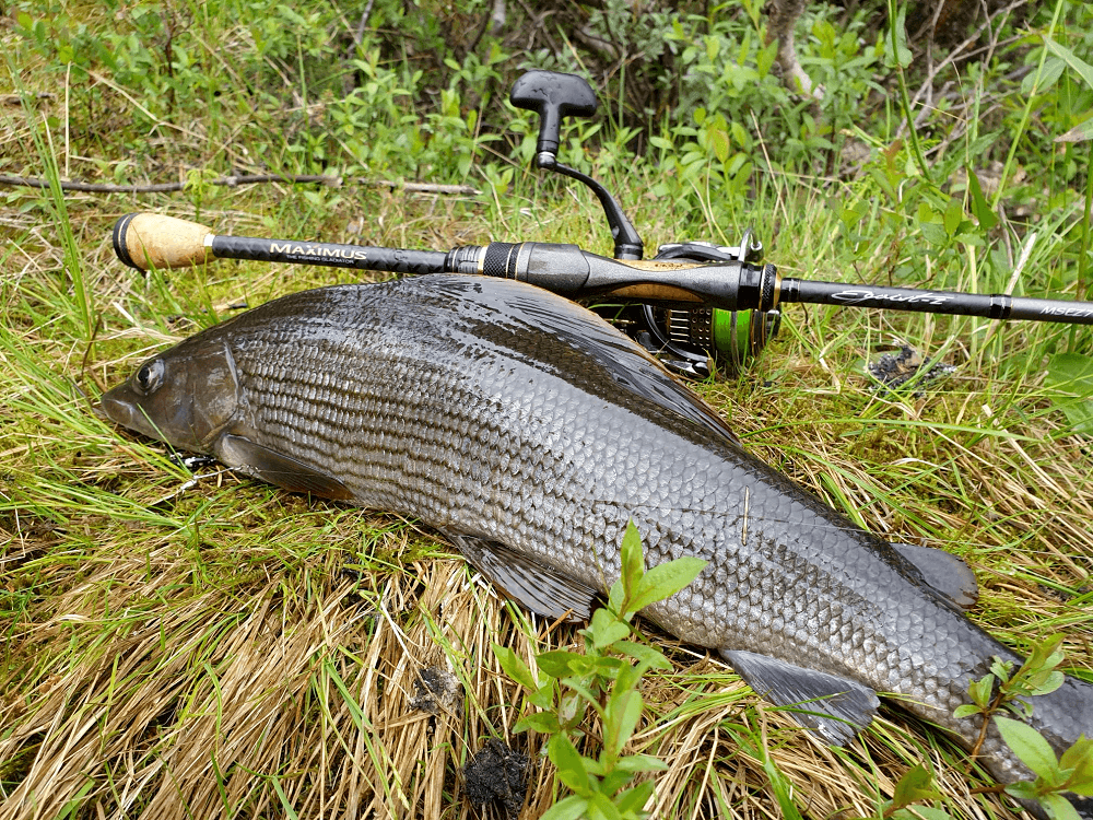 Friday evening … I got my friend Donatas and our trip to the Rena River begins.