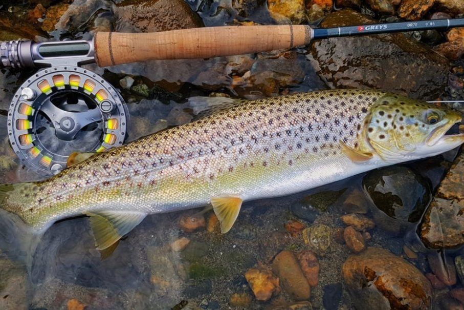 Bjørn Tore Kjølholt med en flott artikkel om sjøørretfiske på høsten.